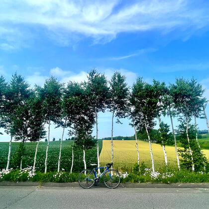 北海道大空町 / 夏の白樺並木