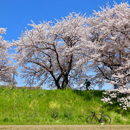 茨城県土浦市 / 桜川沿いの桜並木