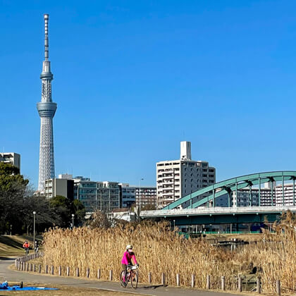 東京都江東区 / 川沿いから望む東京スカイツリー