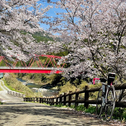 京都府南丹市 / 美山町平屋大橋の桜