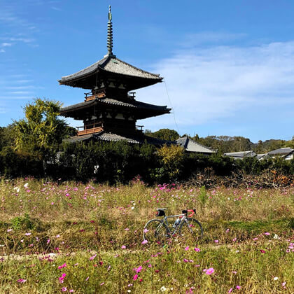 奈良県斑鳩町 / 法起寺とコスモス畑